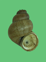 Colobostylus bronnii