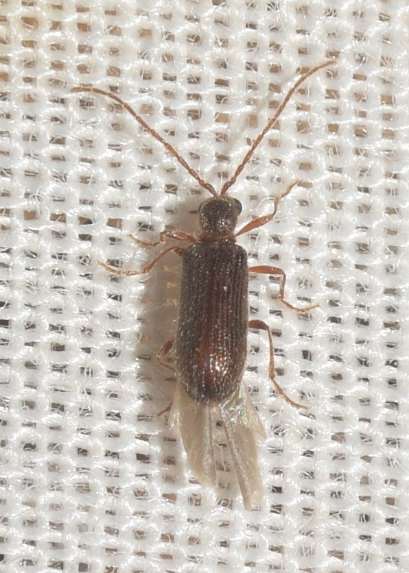 Ptinus dubius