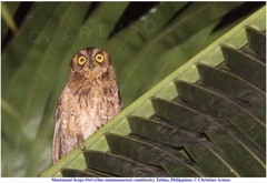 Otus mantananensis