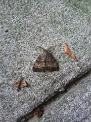Lymantria dispar