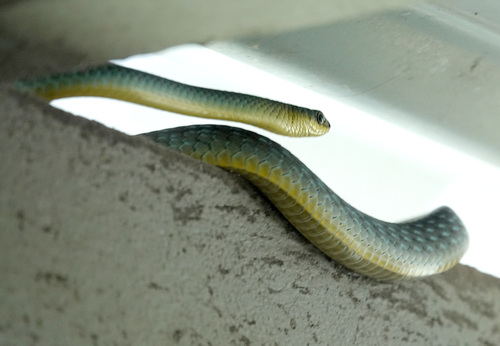 Common Tree Snake sighting
