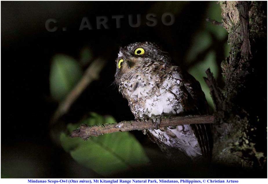 Mindanao Scops Owl illustration