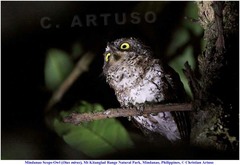 Otus mirus