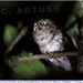 Mindanao Scops-Owl - Photo (c) Christian Artuso, some rights reserved (CC BY-NC-ND), uploaded by Christian Artuso