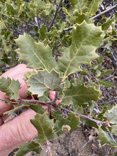 Quercus berberidifolia x cornelius-mulleri