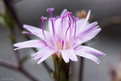 Stephanomeria lactucina