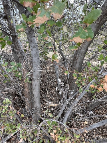 Quercus berberidifolia x cornelius-mulleri