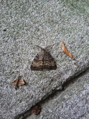 Lymantria dispar