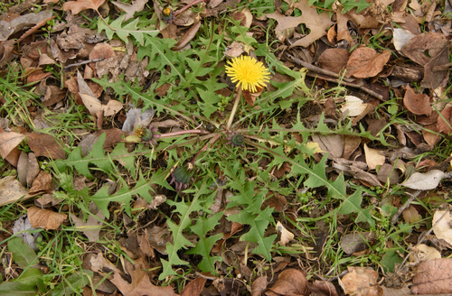 Golden-fruited dandelion (Taraxacum disseminatum)