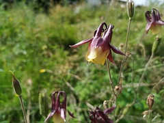Aquilegia oxysepala