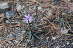 Stephanomeria lactucina