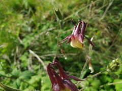 Aquilegia oxysepala