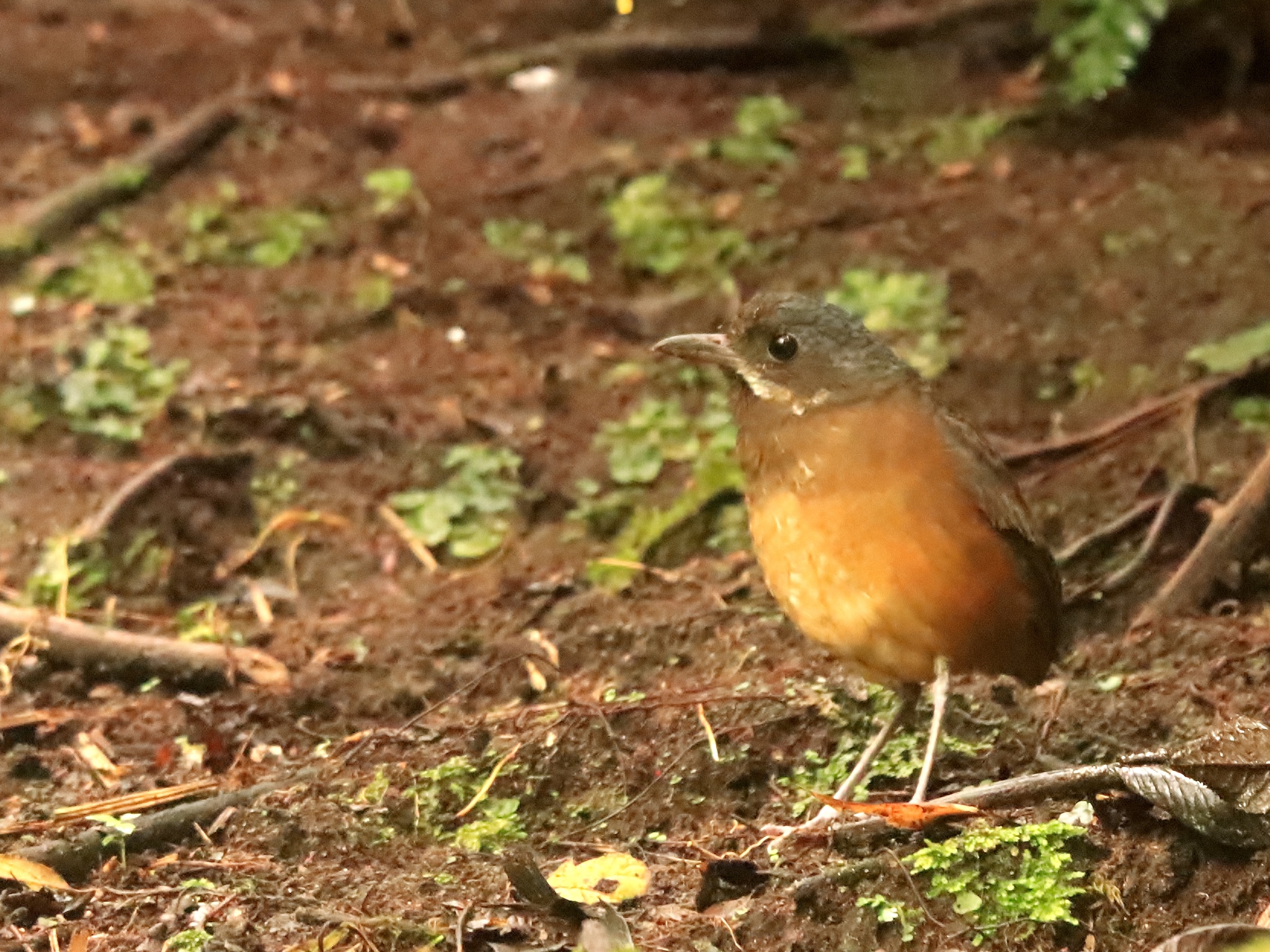 Moustached Antpitta (Grallaria alleni), photo 6