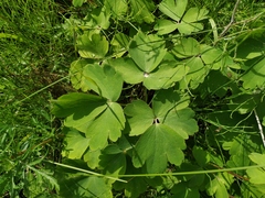 Aquilegia oxysepala