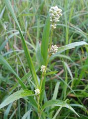 Persicaria tomentosa