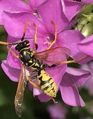 Polistes dominula