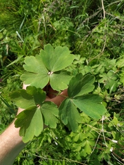 Aquilegia oxysepala