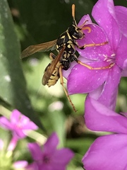 Polistes dominula