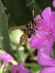Polistes dominula