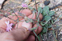Stephanomeria lactucina