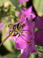 Polistes dominula