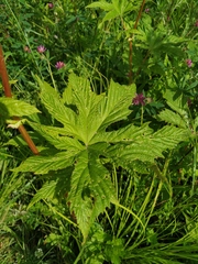Filipendula palmata