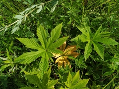 Filipendula palmata