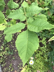 Fraxinus pennsylvanica subintegerrima