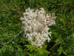 Filipendula palmata