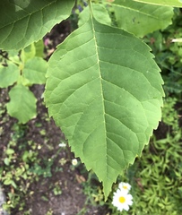 Fraxinus pennsylvanica subintegerrima