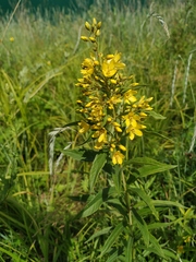 Lysimachia davurica