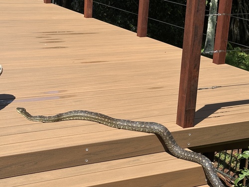 Coastal Carpet Python sighting