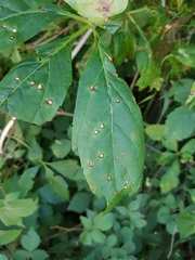 Phyllosticta ampelicida