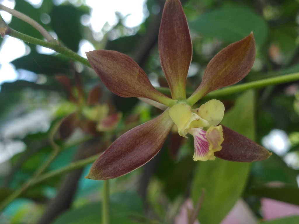 Encyclia dickinsoniana (Withner) Hamer 4
