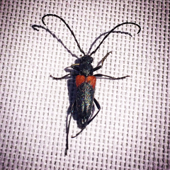 Stictoleptura canadensis