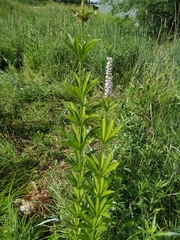 Veronicastrum sibiricum