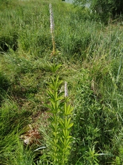 Veronicastrum sibiricum
