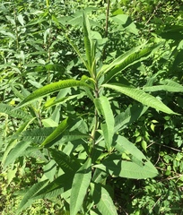 Vernonia gigantea