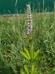 Veronicastrum sibiricum