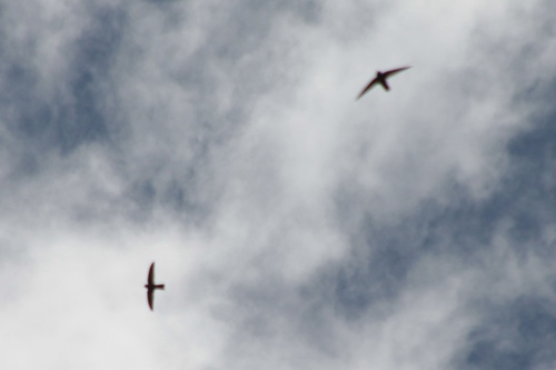 Mascarene Swiftlet (Aerodramus francicus), photo 8