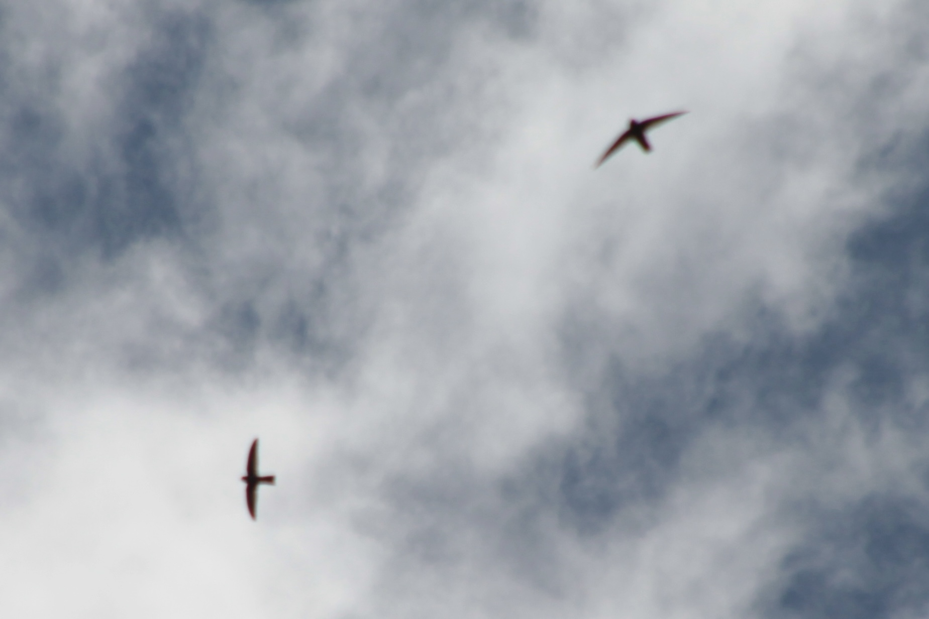 Mascarene Swiftlet (Aerodramus francicus), photo 8
