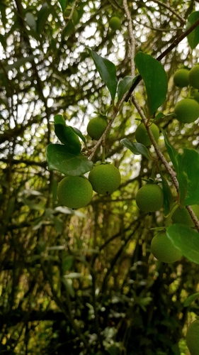 Foto de Aberia