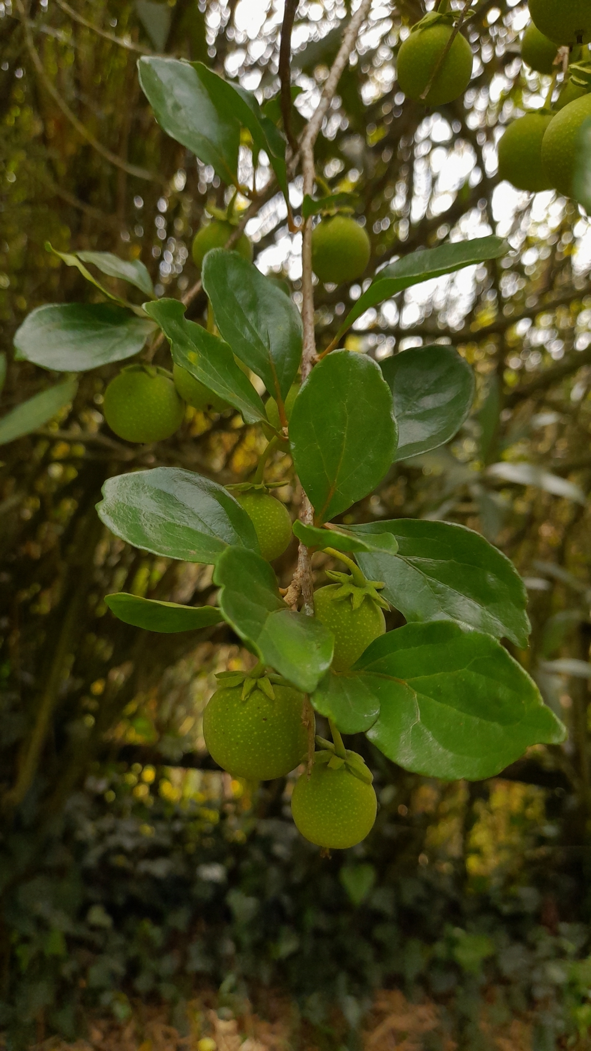 Aberia