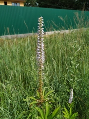 Veronicastrum sibiricum