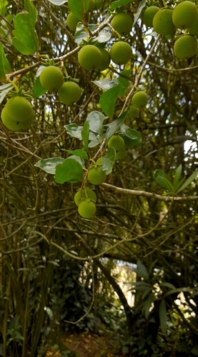 Foto de Aberia