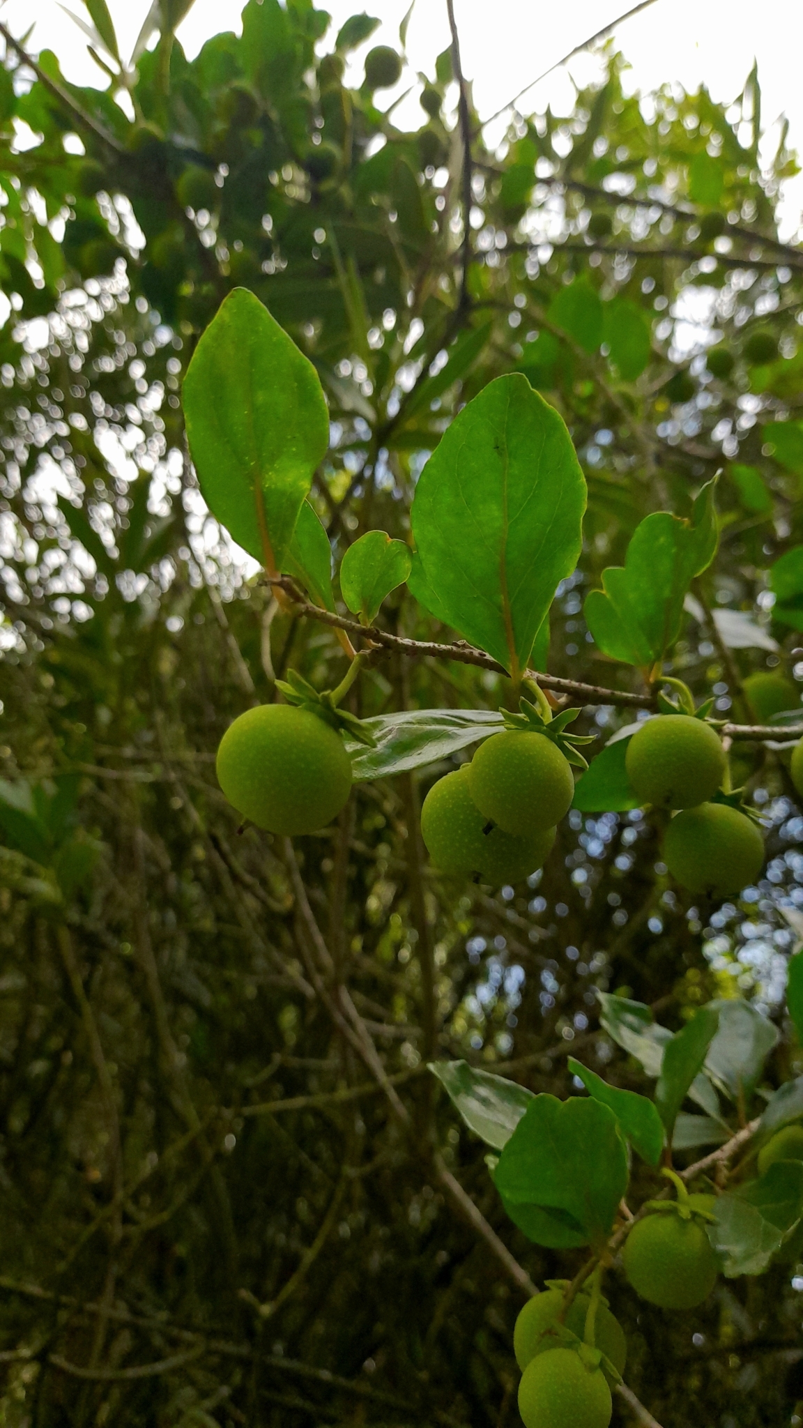 Aberia