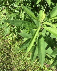 Vernonia gigantea