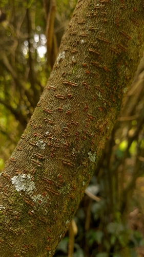 Foto de Aberia