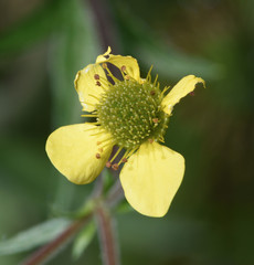 Ranunculus inamoenus