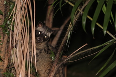 Paradoxurus musangus
